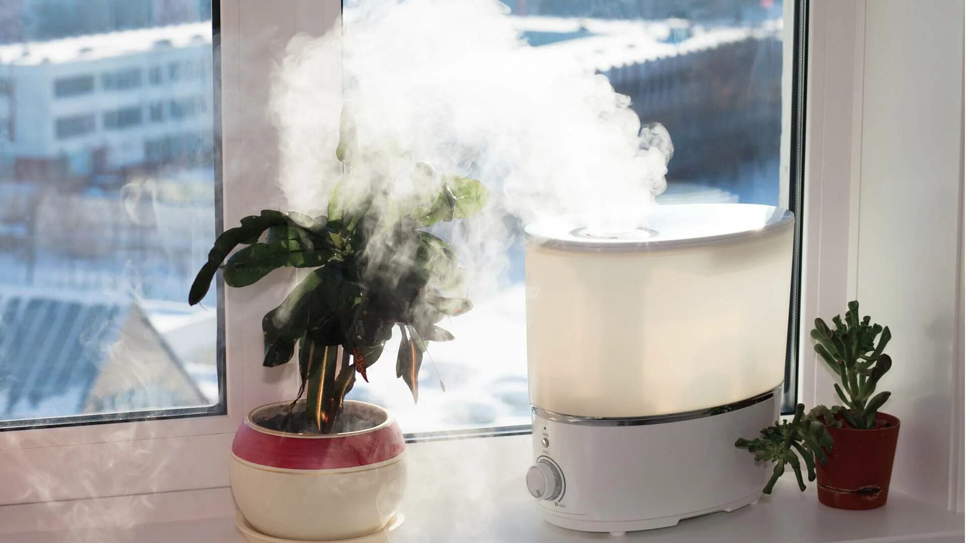 Воздух сухой купить. Увлажнитель воздуха Humidifier. Увлажнитель для растений. Увлажнитель воздуха для цветов. Увлажнитель воздуха для растений комнатных.