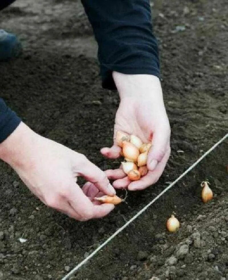 Какой лук надо сажать. Сенчик Геркулес. Сажаем лук севок.