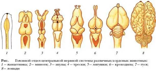 Эволюция нервной системы и органов чувств животных. - Студопедия.Нет