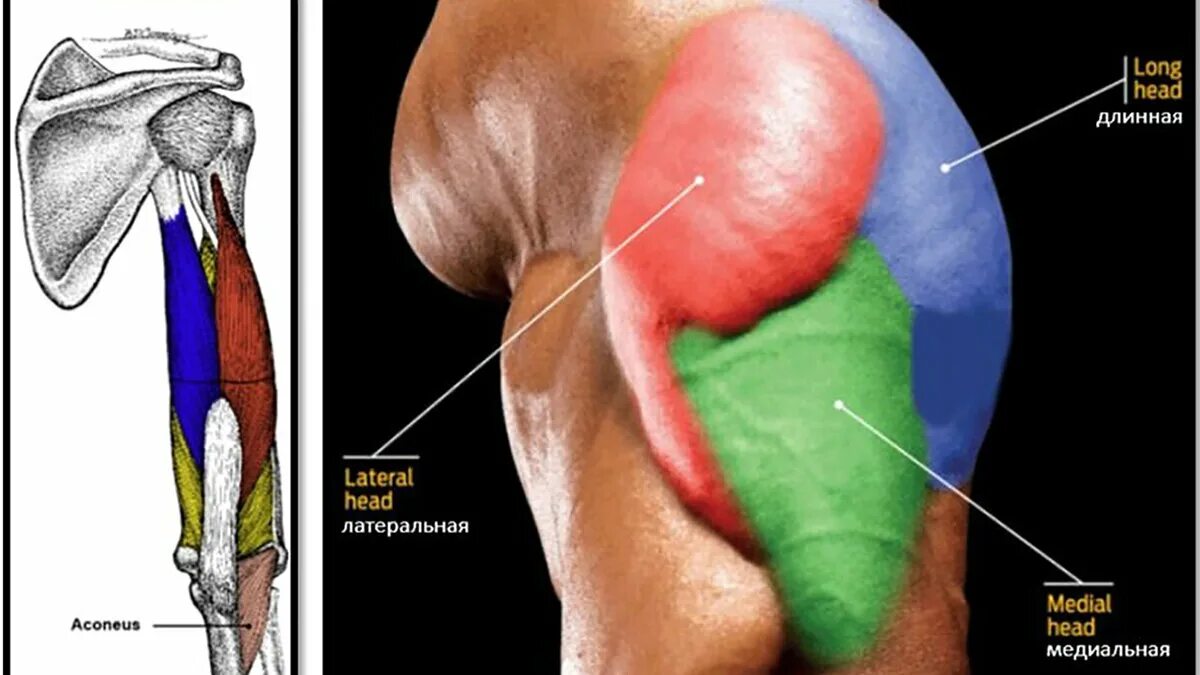 Трицепс мышца. Строение трицепса анатомия. Трицепс анатомия мышц. Головки трицепса анатомия. Медиальная головка трицепса анатомия.