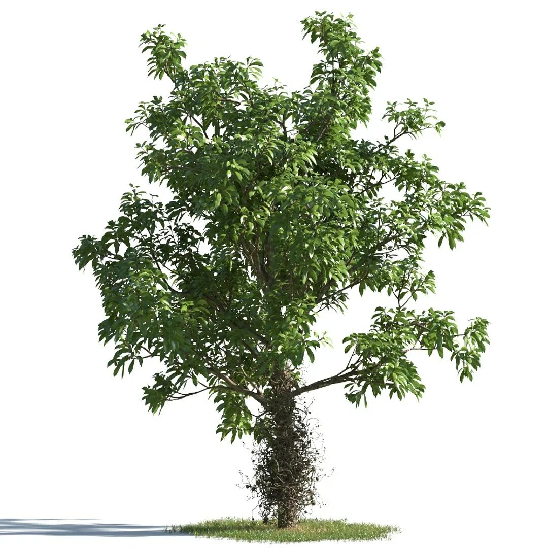 Деревья 7 м. Archmodels for Corona Vol 1. 7 Деревьев. Evermotion Olive Tree. Дерево из 7 букв.