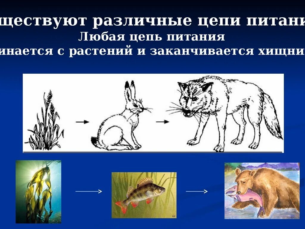 Доминирующий вид плотоядное животное консумент. Цепь питания растение травоядное хищник. Цепи питания животных. Цепочка питания. Пищевая цепочка животных.