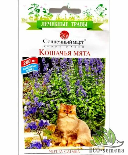 Кошачья мята (котовник) (Nepeta cataria). Котовник Кошачья мята семена. Котовник кошачий Леруа. Котовник лимонный семена. Кошачья мята где купить