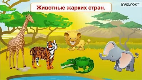 Животные из далекой страны