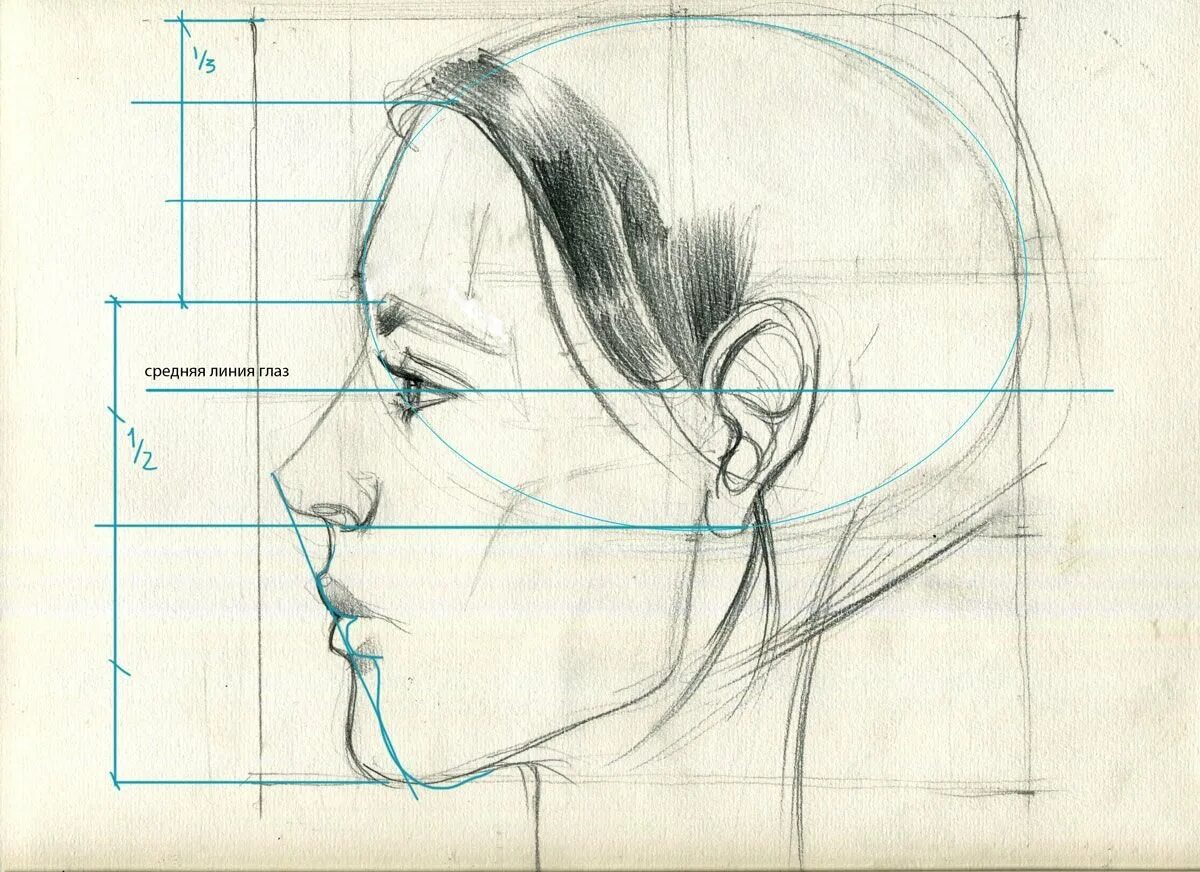 Пропорции портрета человека профиль. Профиль человека рисунок пропорции. Зарисовка головы человека в профиль. Пропорции лица человека в профиль. Профиль поэтапно