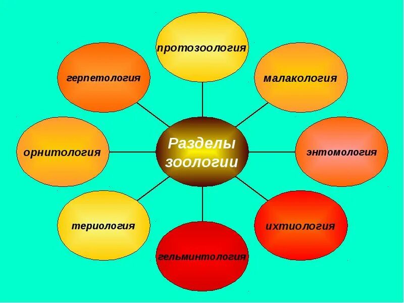 Герпетология 2 гельминтология 3 ихтиология 4 энтомология. Разделы биологии орнитология. Орнитология разделы зоологии. Разделы зоологии таблица. Орнитология териология герпетология Зоология.