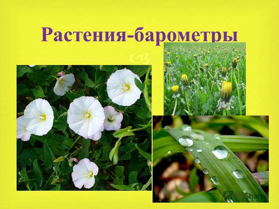 Какое растение называют часами. Цветы барометры. Живые барометры растения. Растения барометры для дошкольников. Растения барометры проект.