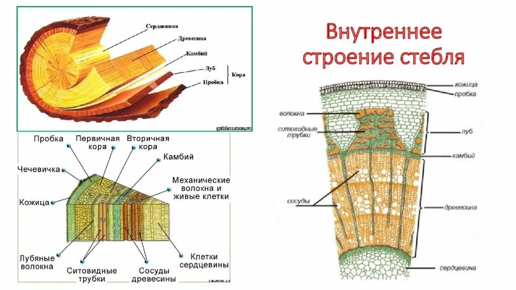 Виды ствола растений. Строение стебля дерева на поперечном срезе. Внутреннее строение стебля древесина. Поперечный срез древесного стебля рисунок. Схема поперечного разреза стебля древесного растения.