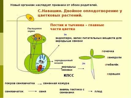 Зародыш семени какой набор хромосом