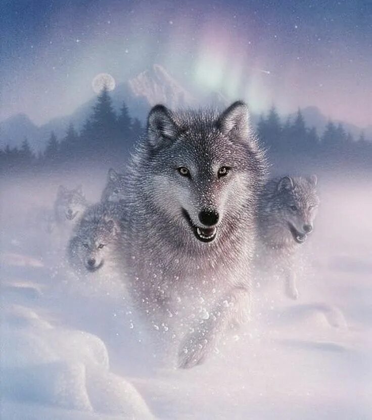 Художник Collin Bogle. Коллин Богл художник картины. Красивый волк. Зимний волк. Beautiful wolves