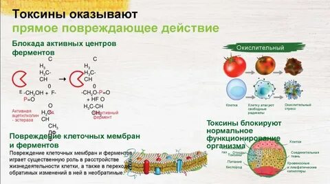 Токсины это