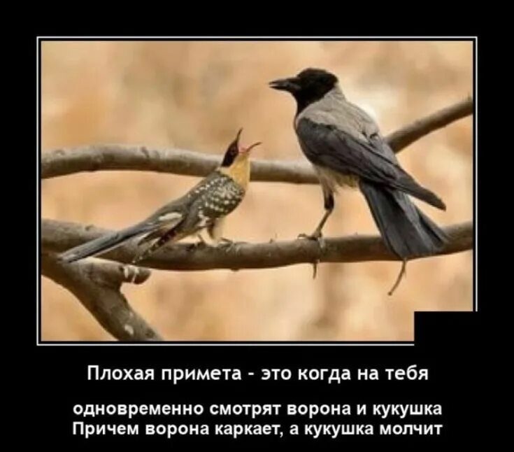 Не так уж и плохо быть вороной