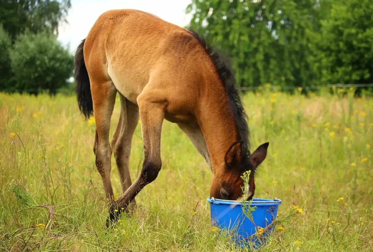 Horse drink. Жеребенок брабансон. Жеребенок Стригунок. Лошадь ест траву. Кобыла.