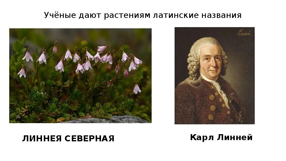 Линней дал видам латинские названия. Линней дал видам латинские названия