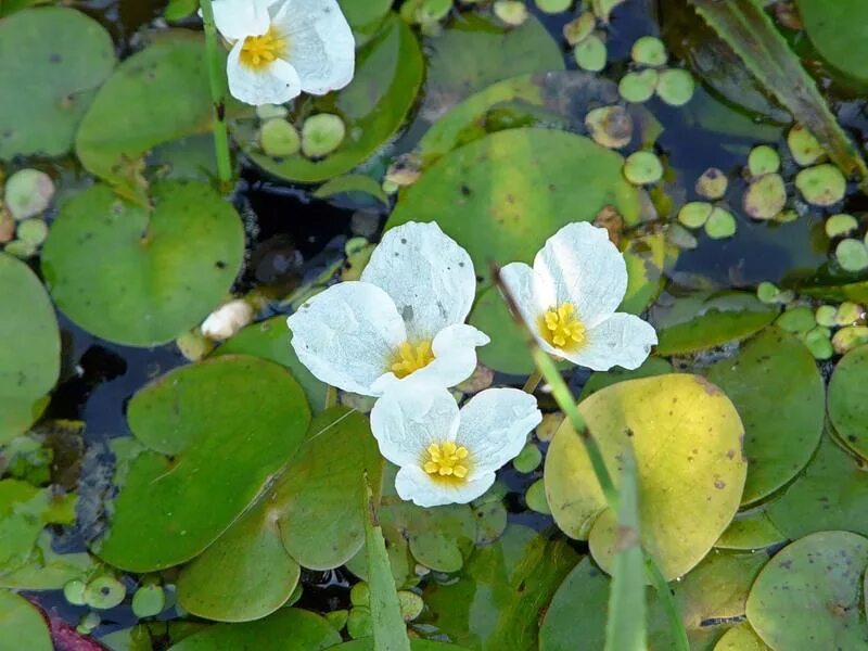 Водокрас обыкновенный. Водокрас Лягушачий. Водокрас Лягушачий (Hydrocharis morsus-Ranae). Водокрас Лягушачий, (Hydrócharis mórsus-Ránae).