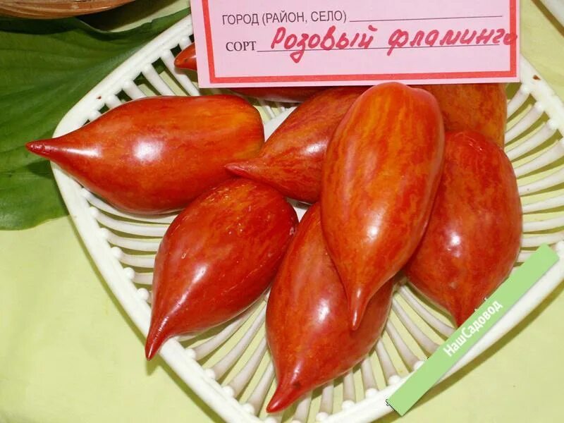 Томат сорт розовая фламинго. Томат розовый фламинго полосатый. сорт томата розовый фламинго. томат розовый фламинго с носиком. томат розовый фламинго биотехника.
