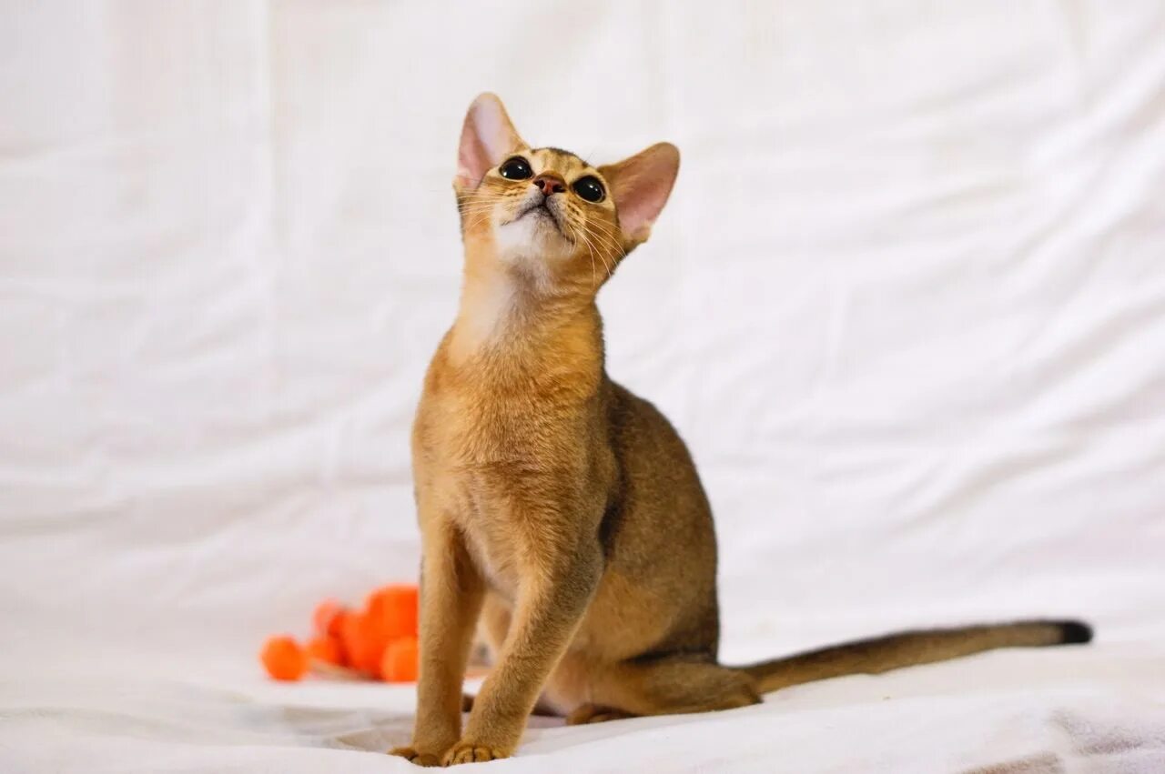 Veronika (Abyssinian) WorldKittens