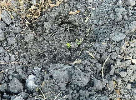 Сколько всходит картошка