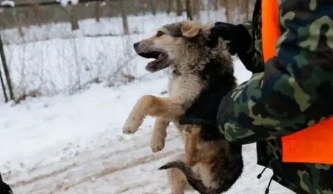 Отстрел бродячих собак