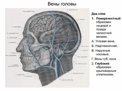 Головная вена