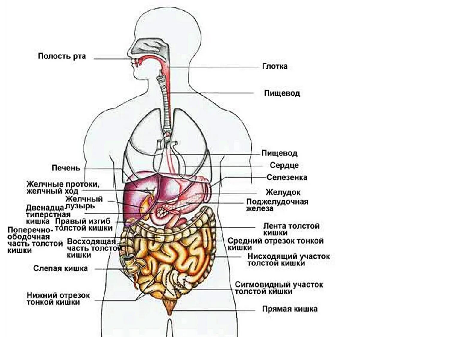 Печень 5 букв. Схема внутренних органов человека брюшной полости. Расположение внутренних органов человека спереди. Строение внутренних органов сбоку. Анатомия брюшной полости человека схема расположения.