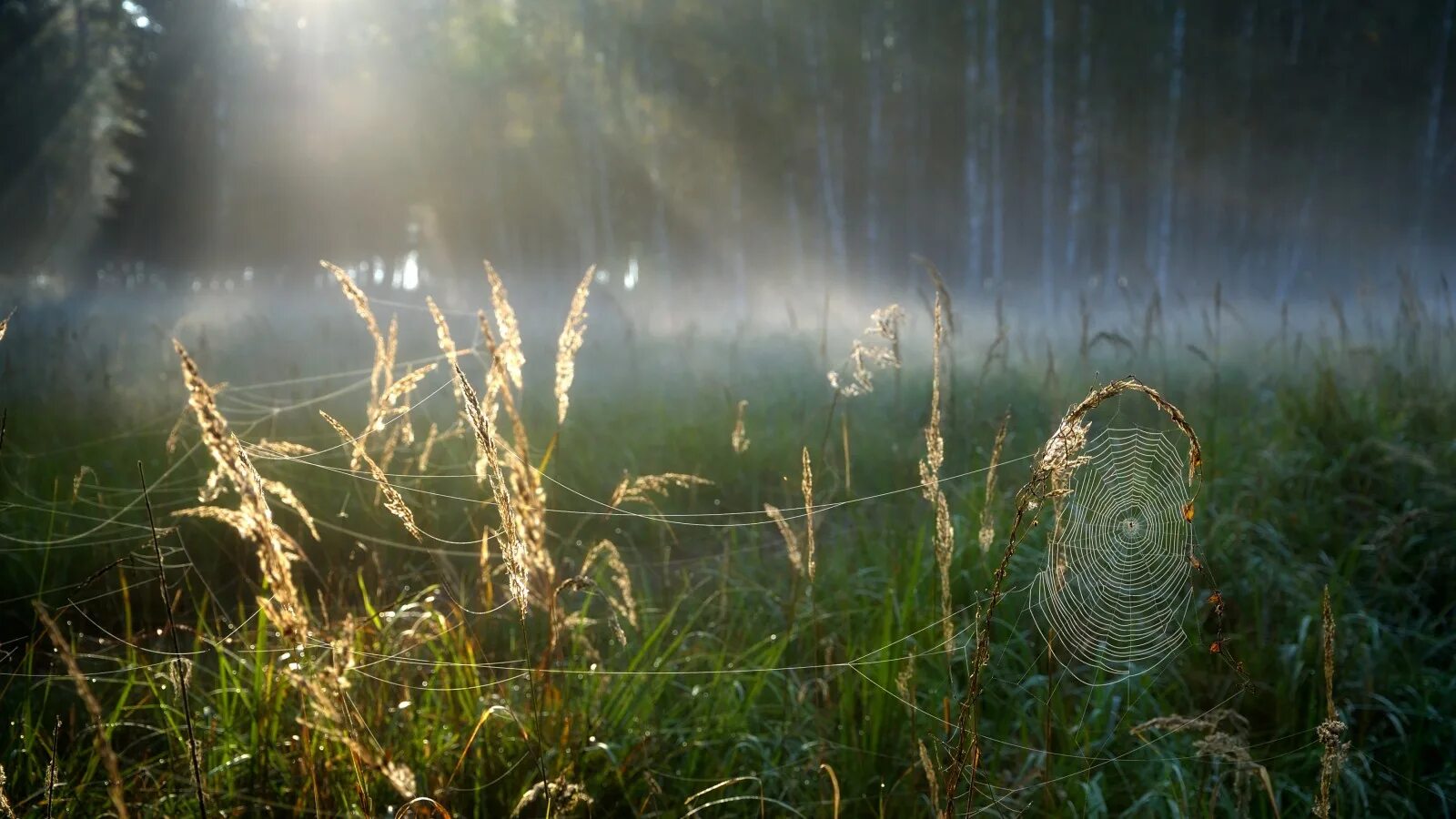 Лес после дождя. Летнее утро туман лес. Дождь летний в лесу Солнечном. Дождь на Поляне.