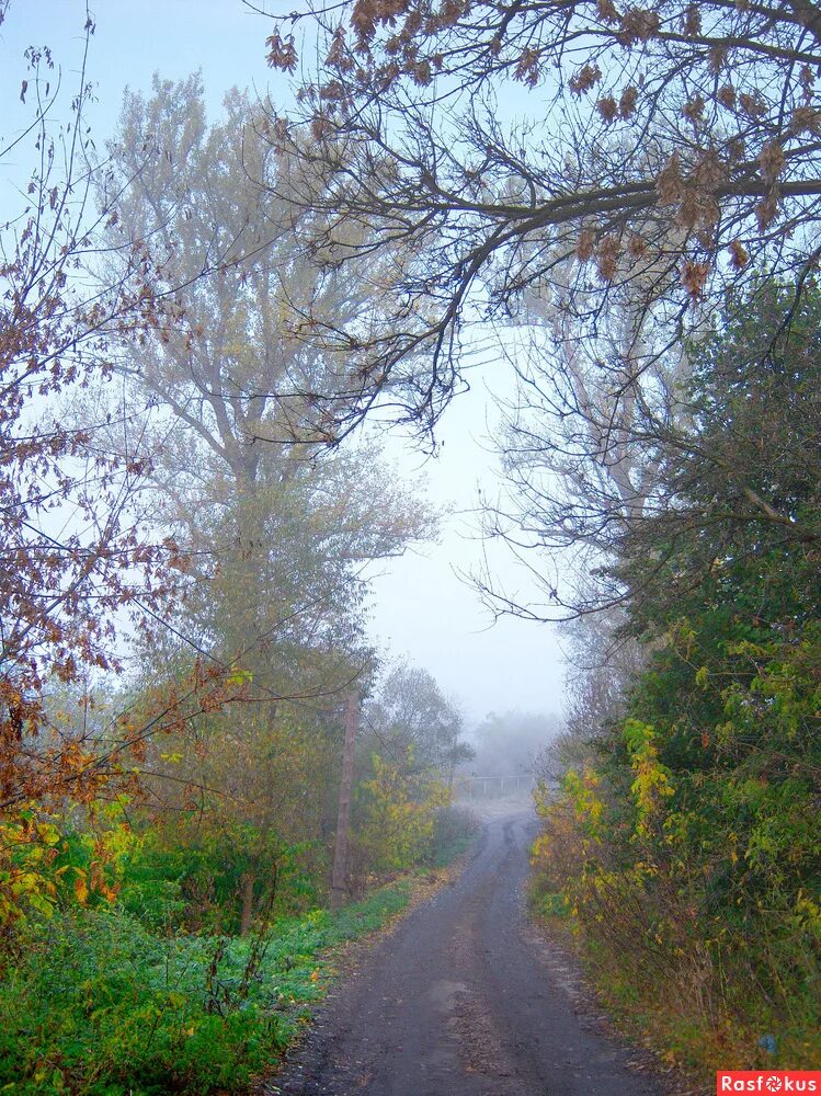 поезд призрак эр2. поезд-призрак локомотив. лес в тумане. санетти поезд 1911. поезд-призрак локомотив.