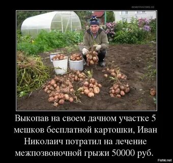 Ничего садить не буду