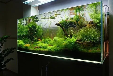 Пресные аквариумы