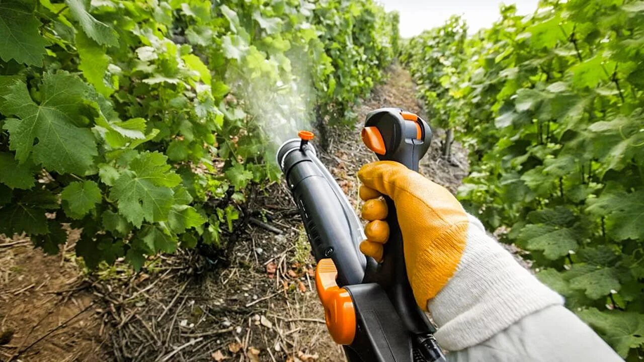 Фунгициды применение. Опрыскивание винограда. Опрыскивание растений. Защита сада от вредителей. Обрызгивание растений.