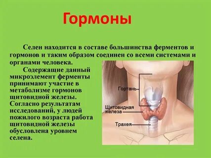 Гормоны в отличие от ферментов
