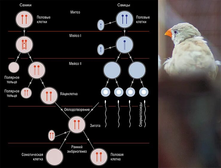 Пол у птиц хромосомы. Половая клетка самки это. Половые клетки птиц. Половые клетки у самок птиц. Половые клетки самца и самки.