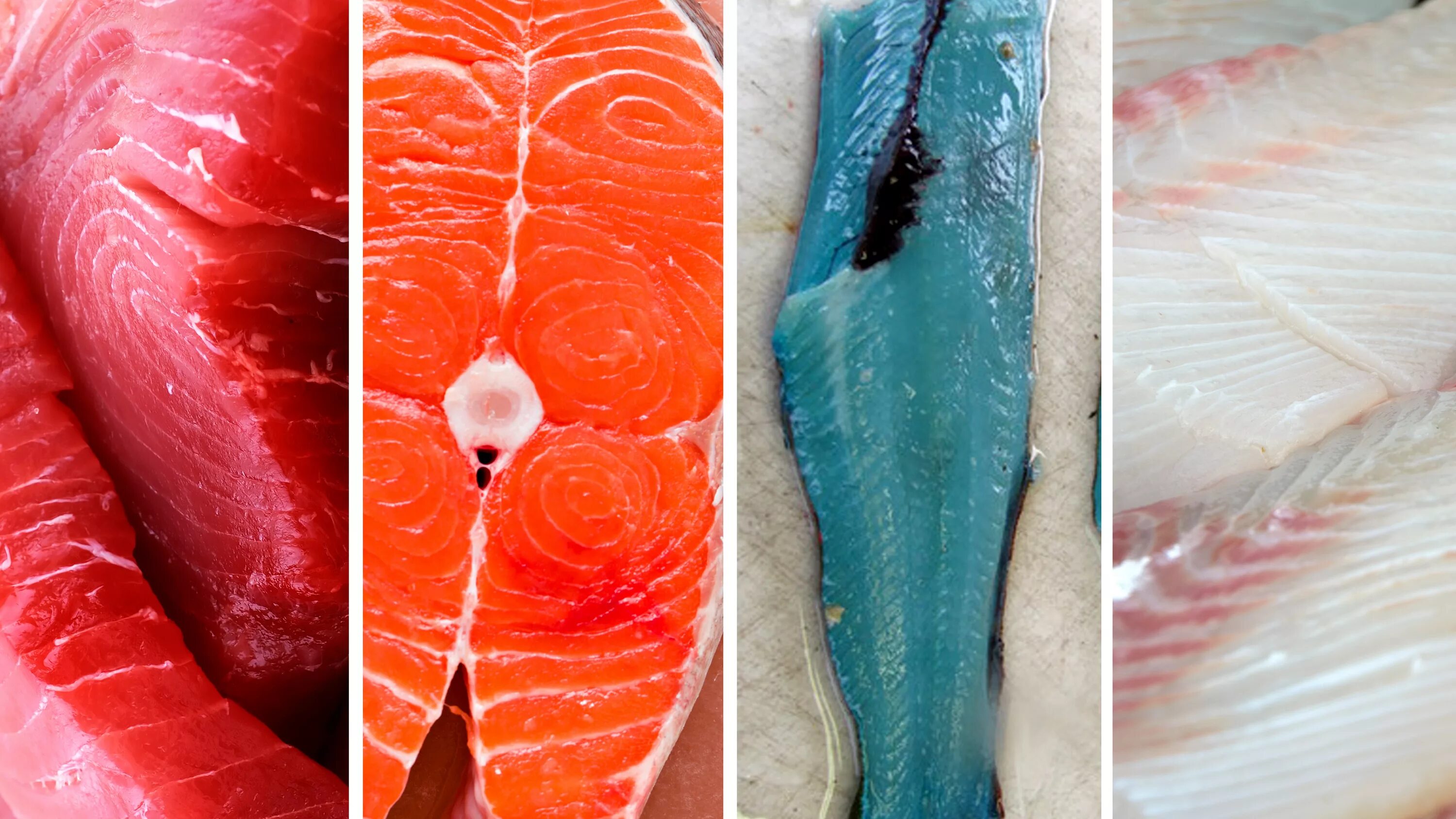 Мясо рыбы каких можно есть. Красная рыба в разрезе. Семга цвет мяса. Форель в разрезе. Цвет семги.
