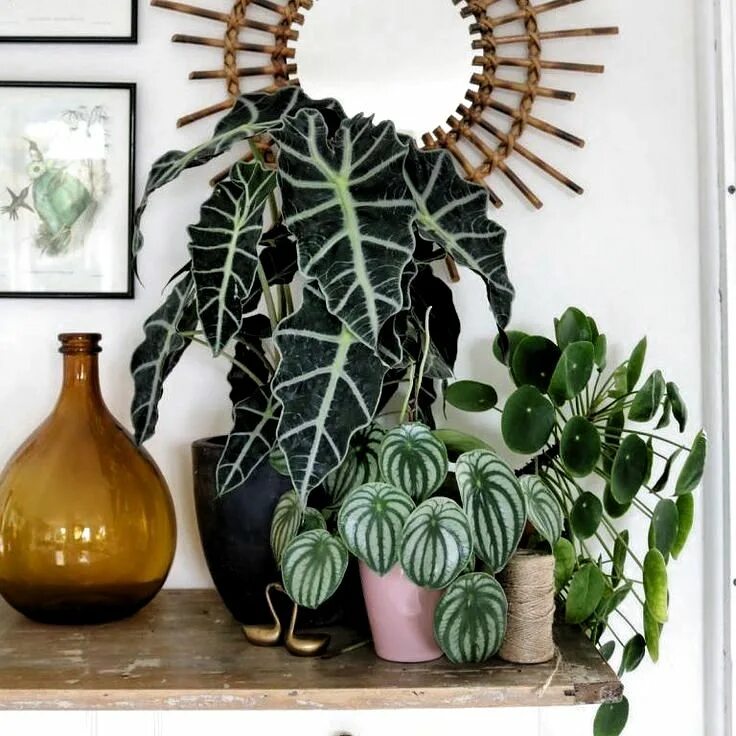 Elephant Ear Plant Care + Favorite Pots and Planters Elephant ear plant, House p