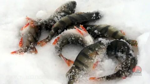 Ловля окуня на балансир зимой видео