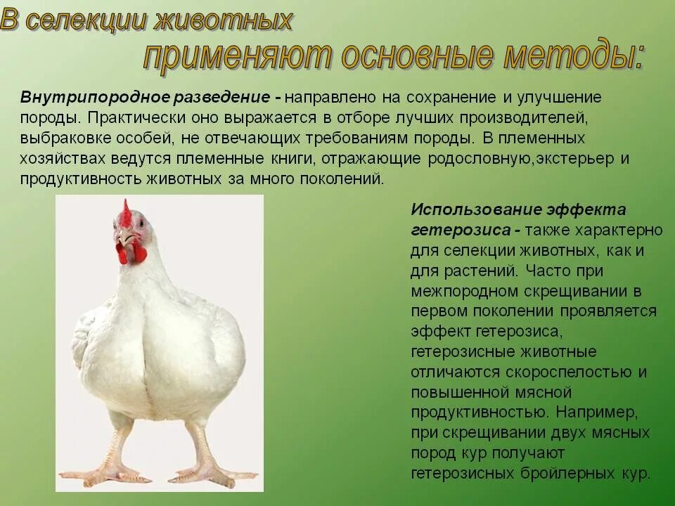 Гетерозис 9 класс: найдено 80 картинок