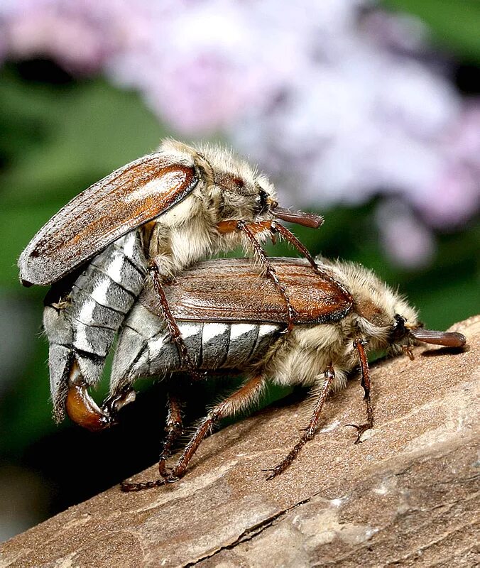 Что едят майские жуки в домашних условиях