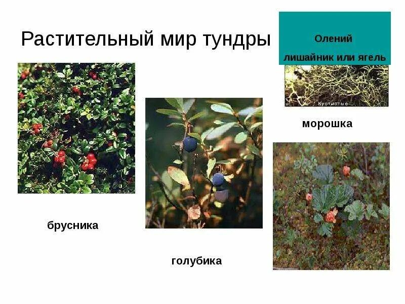 Сообщение о растении тундры 4 класс окружающий. Растительный мир тундры. растения тундры. растительный мир тундры презентация. растения тундры 4 класс окружающий.