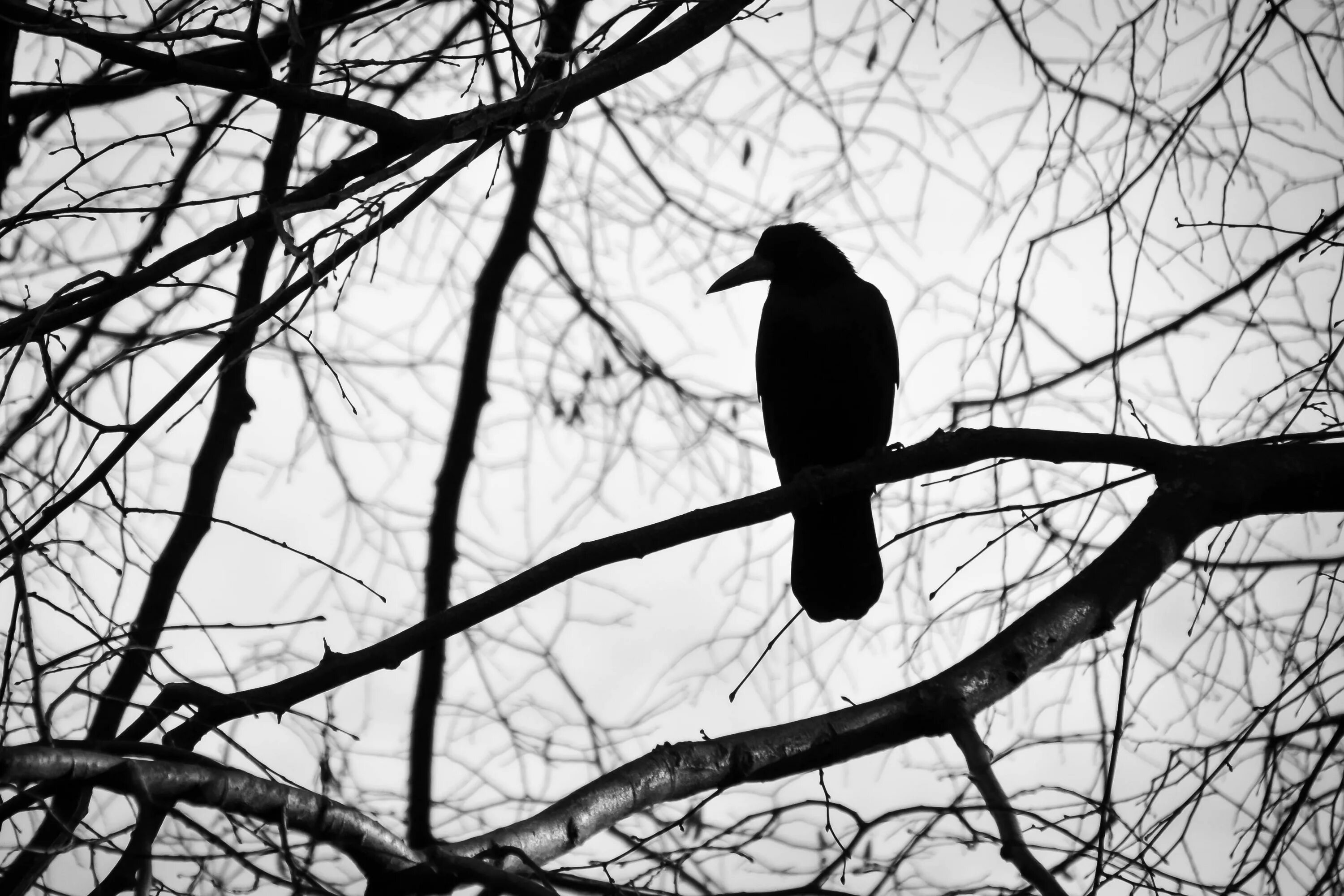 Вороны на ветке. Ворон на ветке. Ворон на дереве. Черный ворон на дереве.