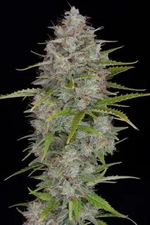 Fastbuds