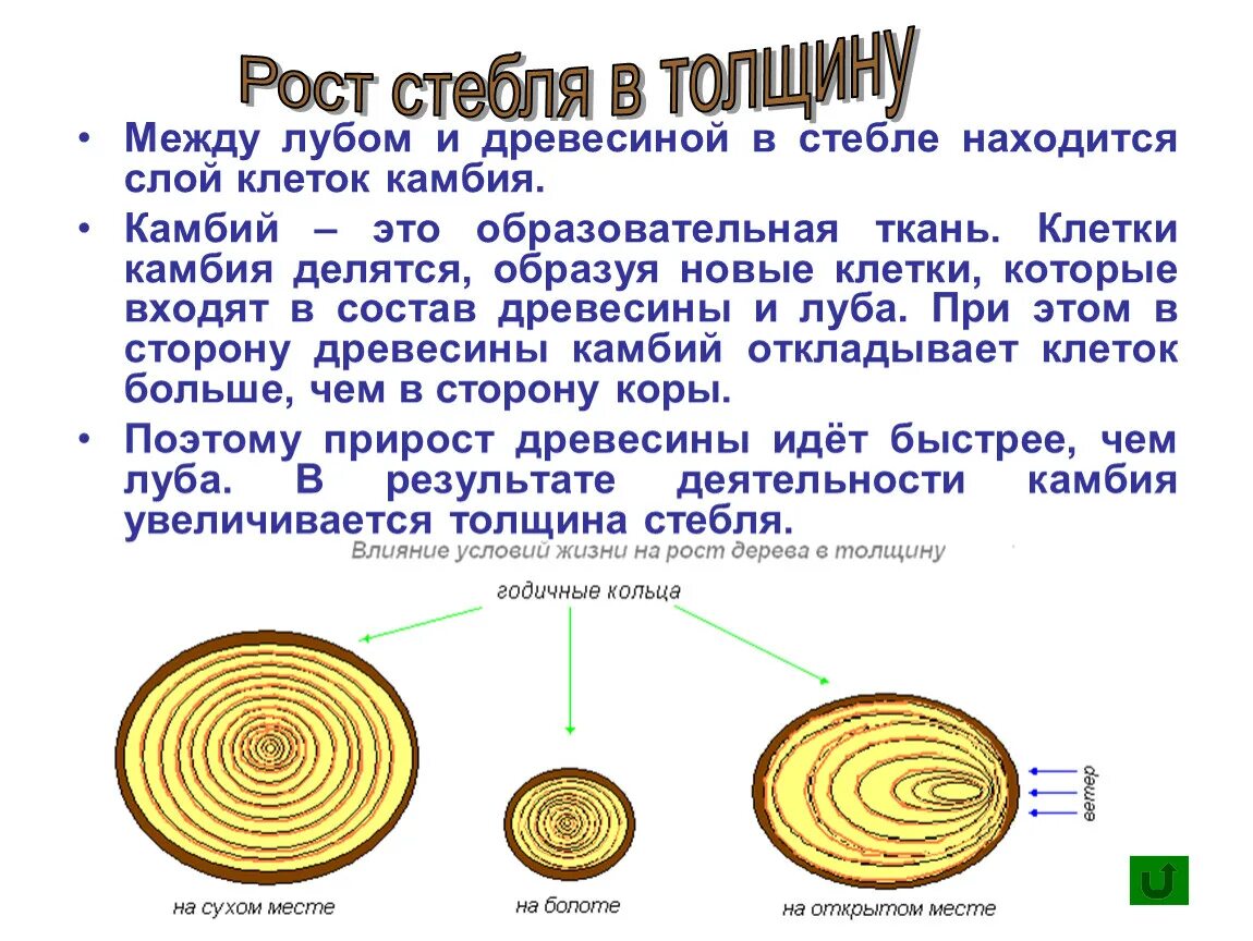 Рост стебля в толщину осуществляется за счет деления клеток. Слои в стебле древесины. Схема деления клеток камбия. Рост стебля в толщину. Деление клеток дерева