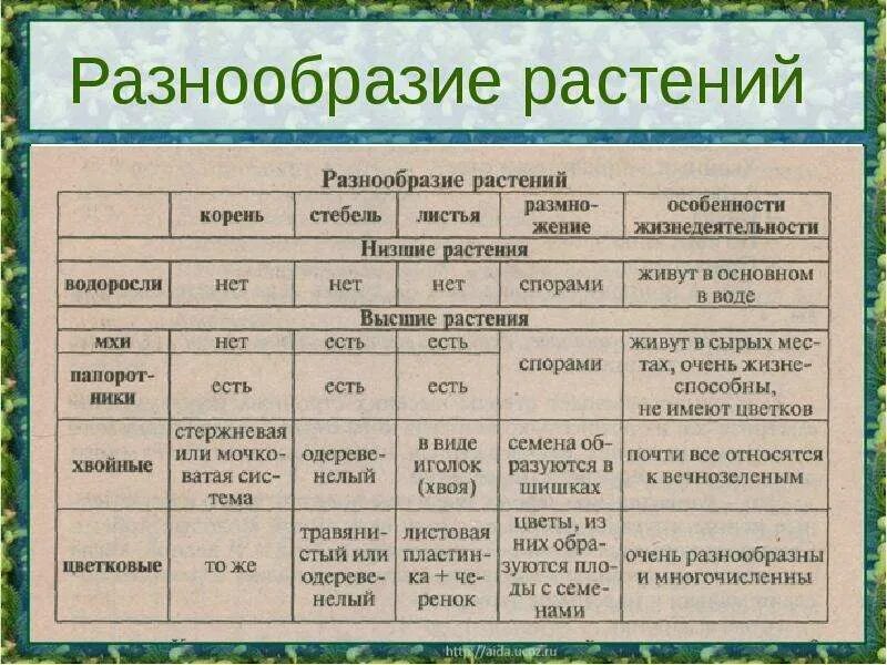 Усложнение организации покрытосеменных. Многообразие растений таблица 6 класс. Разнообразие растений. Таблица разнообразие растений. Разнообразие растений схема.