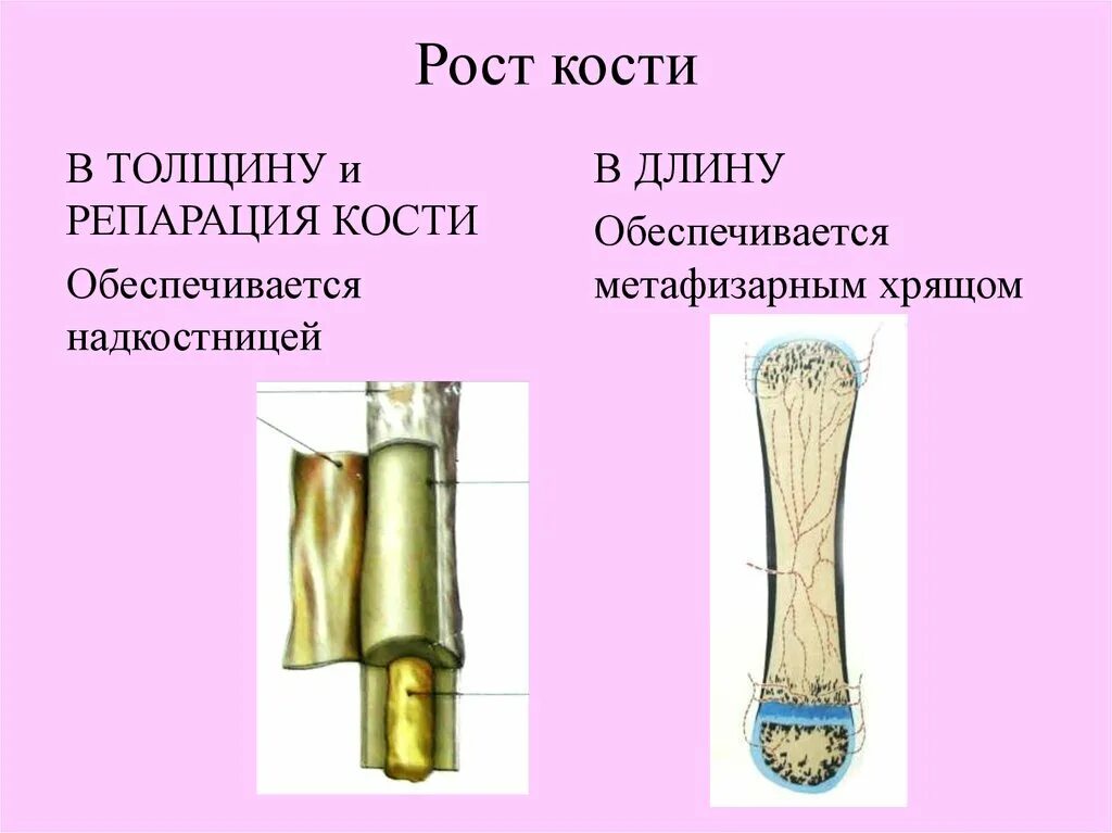 Формирование кости. Строение и рост кости. Рост костей. Строение и рост костей в длину и толщину. Питание кости обеспечивает