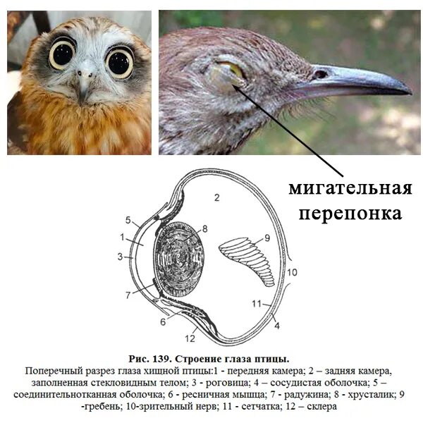 Структура глаза птицы. Строение глаза птицы. Анатомия глаза птиц. Строение глаза хищной птицы. Мигательная перепонка у птиц.