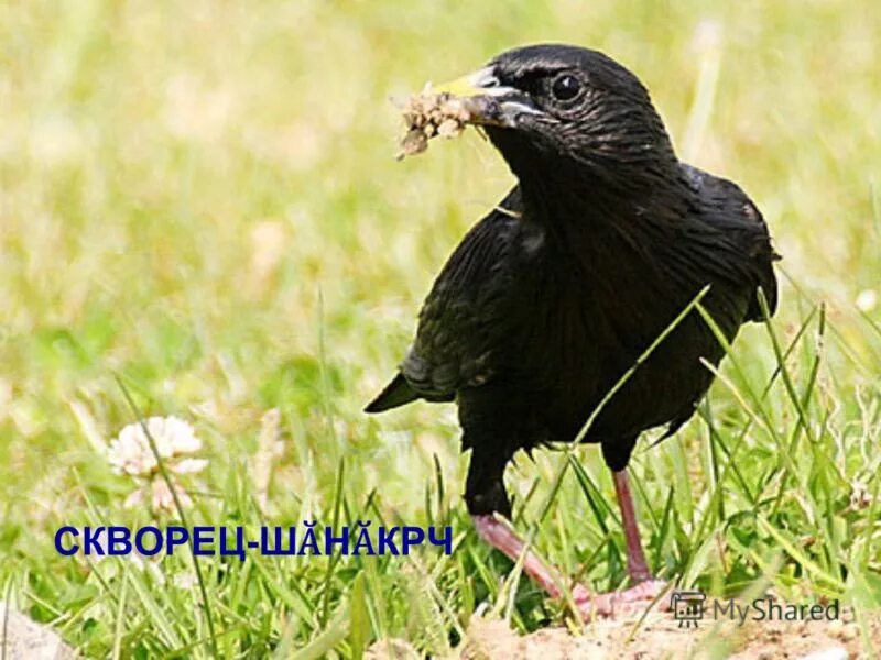 в поведении скворца много. в поведении скворца много. в поведении скворца много суетливого и забавного деловитого. блестящий скворец молодой. скворец фото птицы.