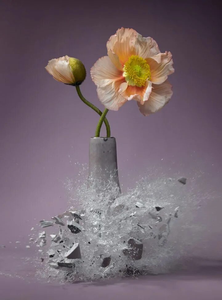 Звук разбитой вазы. Климас цветок.
