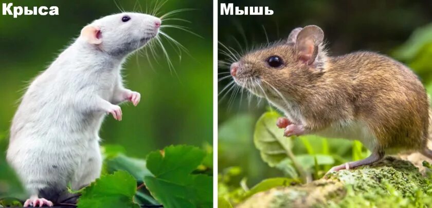 Мышь и крыса. Крыса и мышь отличия. Отличие мыши от крысы. Различие мыши и крысы. Как отличить мышь