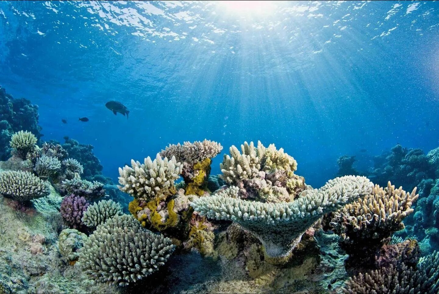 Индийский океан жизнь в океане. Коралловые рифы Тихого океана. Мировой океан рифы. Большой Барьерный риф. Коралловые рифы Карибского моря.