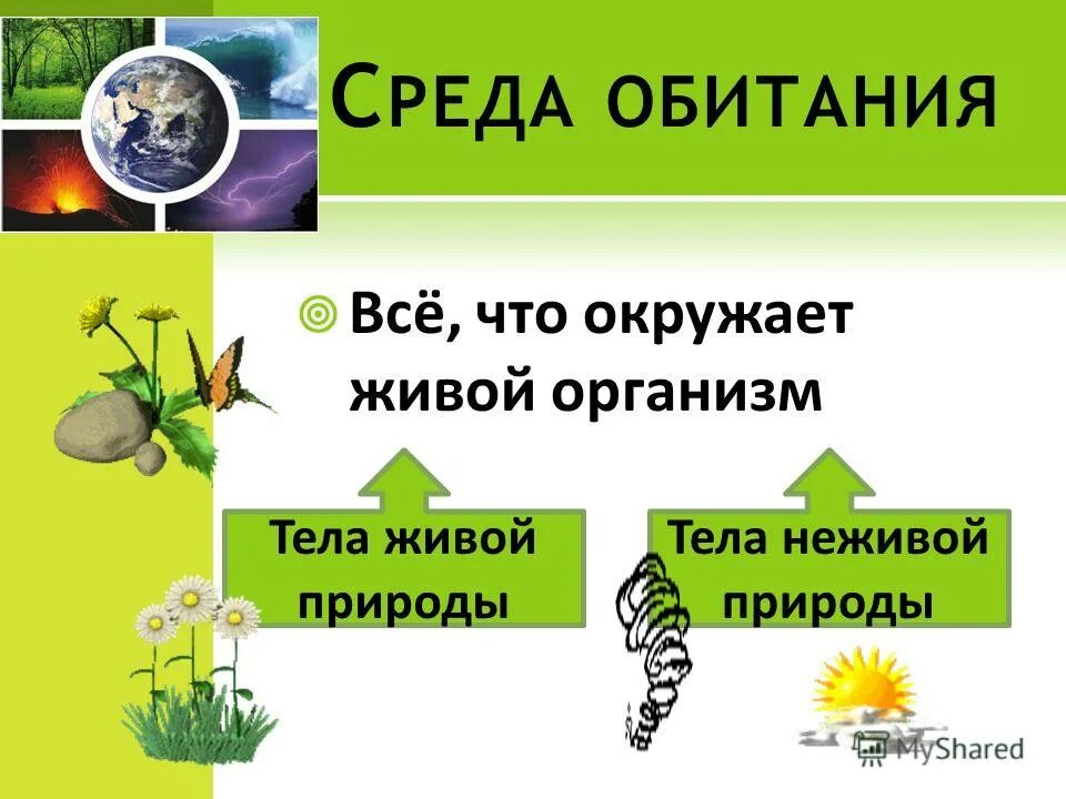 Все то что окружает живой организм. Тела живой природы. Среды живой природы. Тела живой природы тела неживой природы. Тела живрй природы тела не дивой природы.