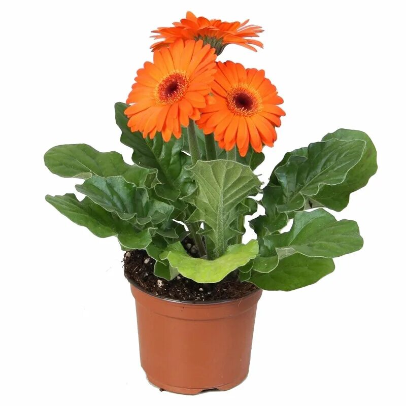 астровые герберы. домашние цветы гербера. гербера трансваальская маргаритка в горшке. гербера комнатная.